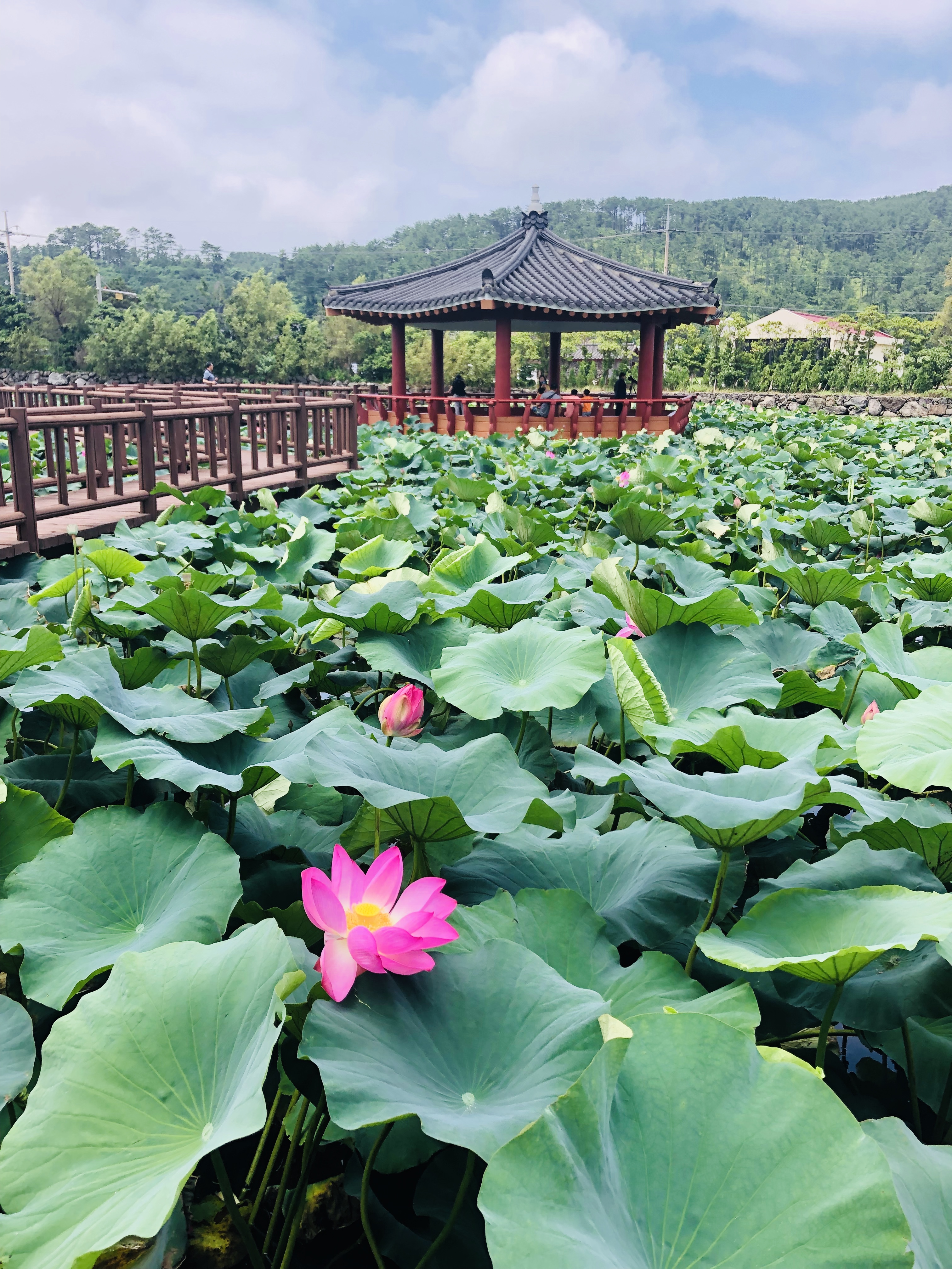 48 hours in Jeju Island – Sofie to Korea